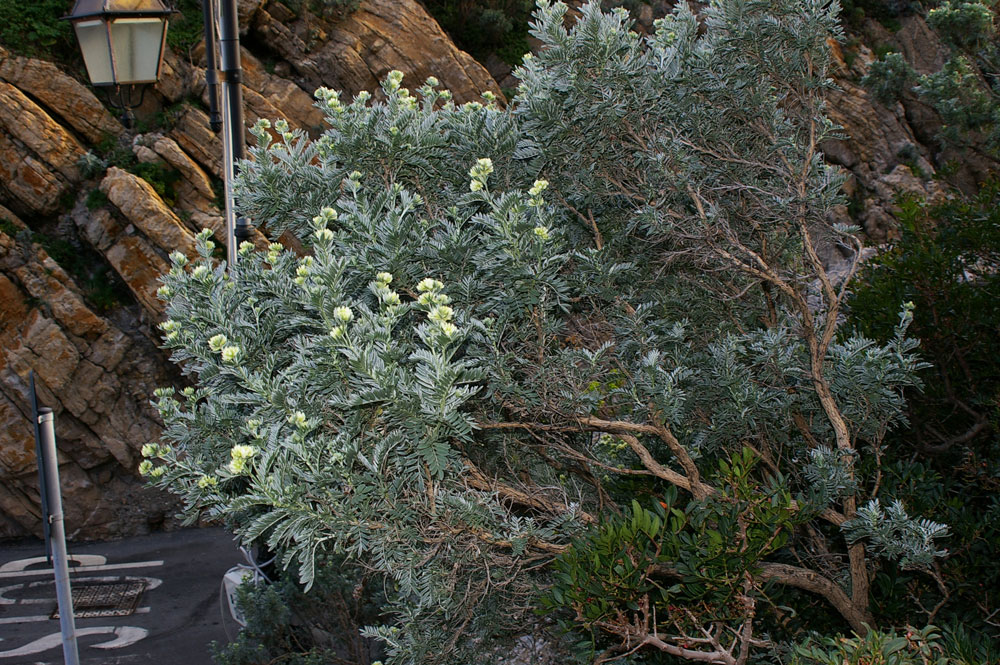 Anthyllis barba-jovis / Vulneraria barba di Giove